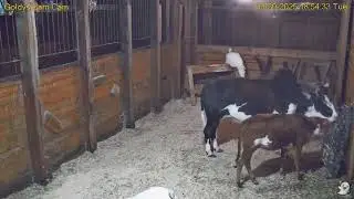 Goldy's Barn Rescues 645pm to 1037pm;645pm Nick alley Elvis Gemmie  ;3 Turkeys CBELOW   9302025