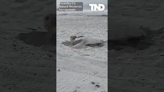 Sea turtle nesting on Pensacola beach #shorts