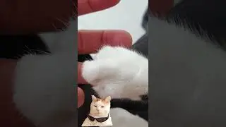 Gato Cismado Parte 857 #gato #gatinha #gatopreto #estima&ccedil;&atilde;o #gatinhos #felinos #crian&ccedil;as #foco #pet