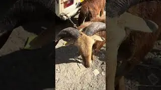 New mini block video, Bakri Farm #1million #goat