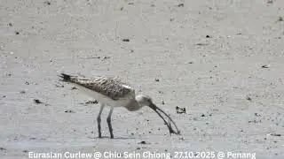 Eurasian Curlew & Terek Sandpiper @ Chiu S C DSCN0125