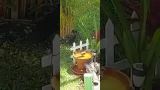 Cardinal splashing in the bird bath #shorts #birds