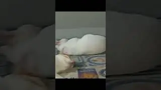 My Cats Sleeping Peacefully While Am Making Reels &hearts; #cats
