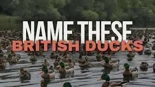 British Duck Quiz