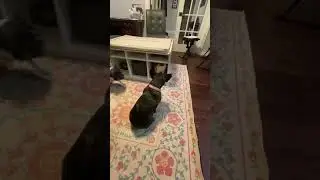 Cat vs French bulldogs #catvsdogs #frenchbulldog
