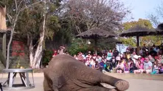 Six Flags Discovery Kingdom Elephant Show