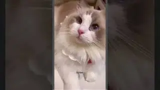 😸😳☺️💝❤️❤️                           #𝐬𝐡𝐨𝐫𝐭𝐬 #𝐜𝐚𝐭𝐬 #𝐜𝐮𝐭𝐞𝐜𝐚𝐭𝐬 #𝐜𝐚𝐭𝐬𝐠𝐫𝐨𝐨𝐦𝐢𝐧𝐠