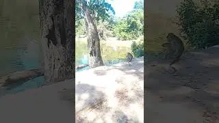 hello monkey