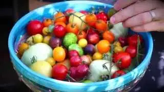 Zaden winnen van tomaten