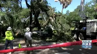 New Orleans grapples with stressed oak trees; arborists discuss the root of the problem