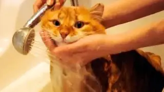 How To Wash A Cat
