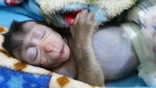 Good Dream Lori ! Very Tired Baby Monkey Lori So Sleepy