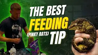 Best Tip for feeding Giant Geckos pinky rats - Najlepszy Tip jak karmić Gekony Olbrzymie oseskami