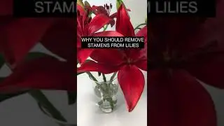 Why you should remove stamens from lilies. Tips from florist.