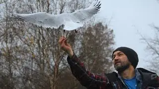 Playing Catch With Gulls - St James Park - Feeding Birds In London - Goldcrest