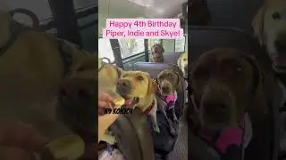 Happy 4th Birthday girls! 🎉🐾 #dogbirthdayparty #dogbirthday #dogsnacks #dogpack #dogs #birthday