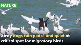 Wild dogs threaten migratory spoonbill populations in Chiayi｜Taiwan News