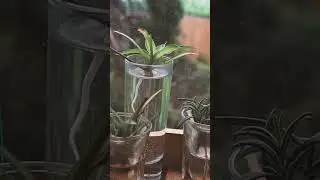 Garden Window Poem #poetrycommunity #poem #poetry