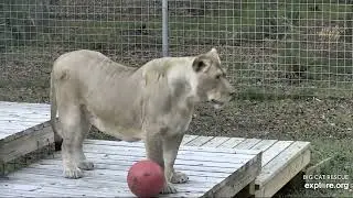 Welcome home Koda! Explore.org Big Cat Rescue