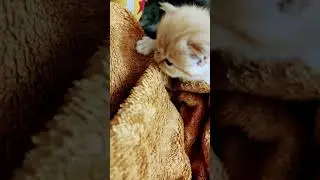 Cute baby kitten sound ❤️ #shorts