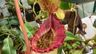 Nepenthes greenhouse update Dec 2025 