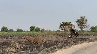Horse Control Practice Session | Marwari Horse Rana | Yashneet Dalavi | Rajaswa Horse Riding Club #1