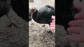 Опять про погоду😂 и почему не нужно убирать летние тапки зимой на Кубани🫢🫢🫢
