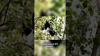 Bats Are NOT Blind: Unveiling the Truth About Bat Vision
