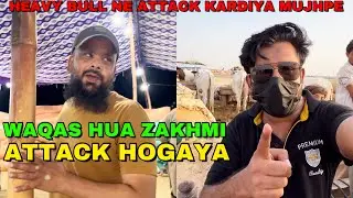 Waqas Pe Hua Attack Allah Pak Ne Khair Kardi || Northern Bypass Mandi 2024 Bull Attacked On Me😒