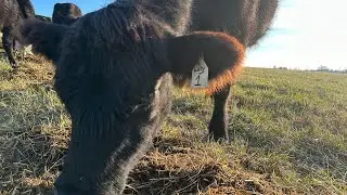 Some one say Chore Duty?!!! mixing & moving cows  | Chronicles of Kayla | #femalefarmer #cowvideos