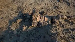 Terres d'Exploration East Block Dinosaur Fossil