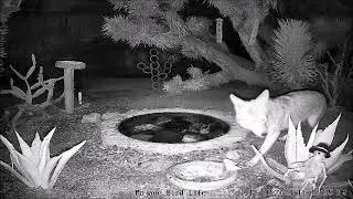 27 Dec ~ Coyote lurked, later ate salad, drank ~ &copy;Mojave Bird Life