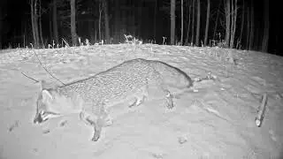 Elusive Gray Fox Couple Visits