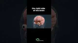 Visual Pathways and the Consequences of Damage