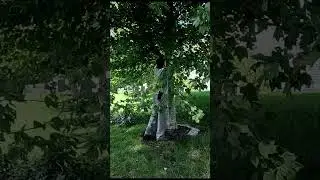 🏡#5 Pruning beautiful maple trees! #landscaping #trees #fence #shorts