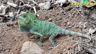 Londok ijo