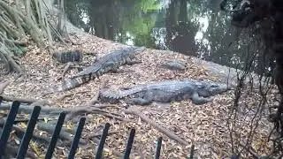 my first crocodile encounter and close up and Bangkok zoo Thailand