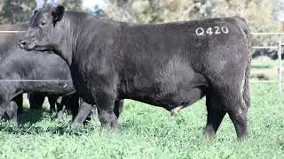 LOT 69 ASCOT LOCH UP Q420
