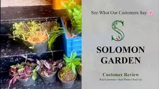🌸 Hear From Our Lovely Customer | Solomon Garden #review #garden #plants 