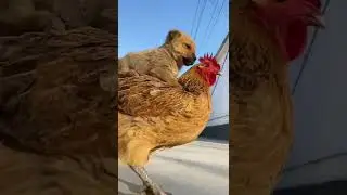 #funnyvideos #funny #dog #animal#cute #zoo #nature
