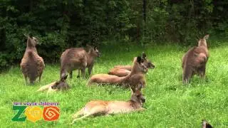 Eastern Grey Kangaroos