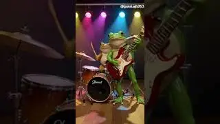 Frog Rock Band #entertaininganimals #Frogband