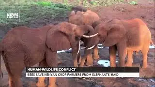 Human Wildlife Conflict: Beef Save Kenyan Crop Farmers From Elephants Raid | NCP | 23-05-23