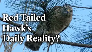 Hawk vs Nature&mdash;Who Decides?