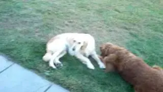 Heidi the puppy mill girl learning to play and be referee