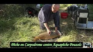Pêche carpe en Carpodrome centre Aquapêche de Pouzols  avec Daniel, Didier, Claude août 2025