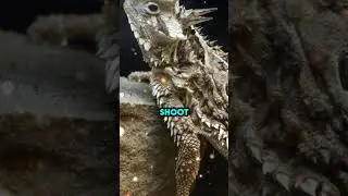 Epic Animal Shockers: Mayfly's 24-Hour Blitz, Eye-Blood Lizards, Spider Takeover! #shorts