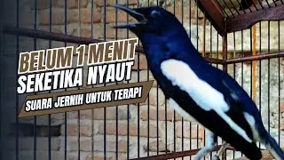 suara BURUNG kacer GACOR ngeplong KONSLET Tarung ini Paling Ampuh buat PANCINGAN KACER agar EMOSI