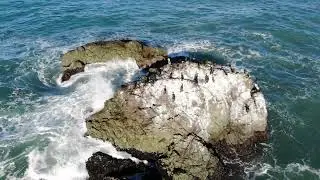 Birds on a rock off the sonoma coast - drone video