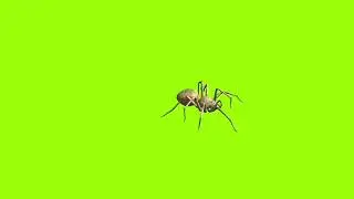Right side walking spider green screen। cartoon green screen। spider green screen। ostad animation